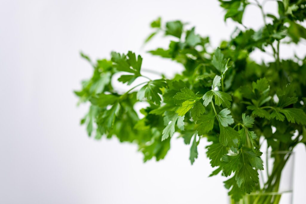 parsely, green, healthy, meal, plant, food, fresh, vegetables, health, herbs, yummy, nature, bio, vitamins, salad, cook, enjoy the meal, herb, garden, coriander, federation, water, glass